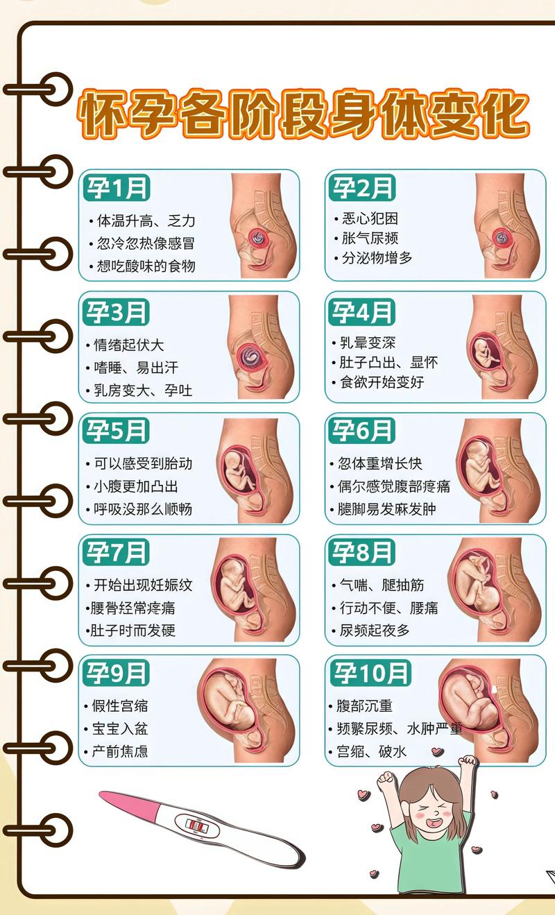 揭秘供卵代孕妈妈怀孕小腹分两节，孕期变化的奥秘台州代生机构: